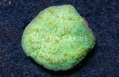 Chalice Big Eye, Green :: 52425