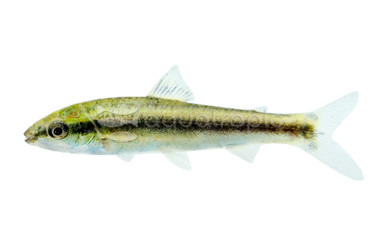 Yellow Rabbit Leporinus :: 47068