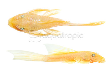 Blue Eye Long Fin Bushy Nose Plecostomus :: 10670