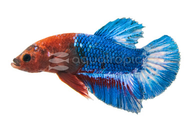 Hellboy Red, Male :: 35648