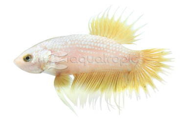 Crowntail Plakat Snow White Yellow, Male :: 91187