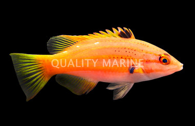 Hogfish, Five Striped :: 58283