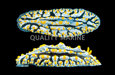 Yellow Tip, Blue :: 55018