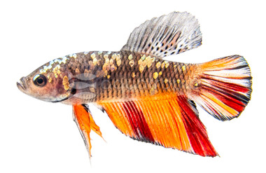 Avatar Nemo Copper, Male :: 44265