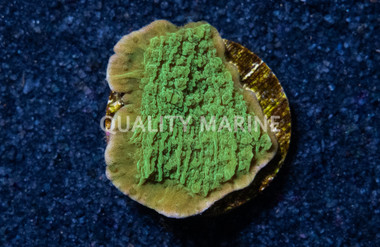 Plating, Green :: 90033