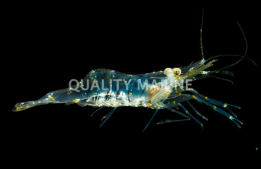 Florida Grass Shrimp :: 29194