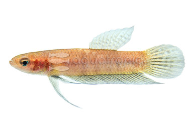 Hendra Betta, Male :: 10403