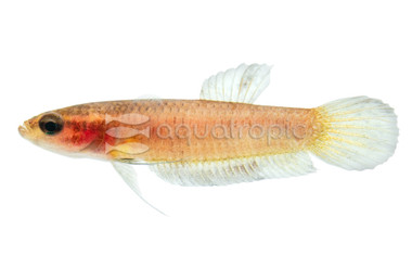Hendra Betta, Female :: 63796