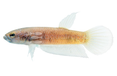 Antuta/Bulungan Betta, Male :: 82793