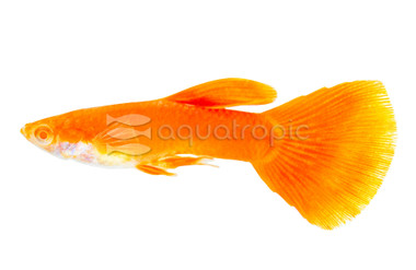 Blood Red Guppy, Male :: 34524
