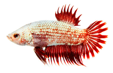 Crowntail Plakat Snow White Red Betta, Male :: 84284