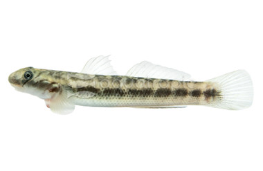 Sicyopterus Monk Goby :: 30031