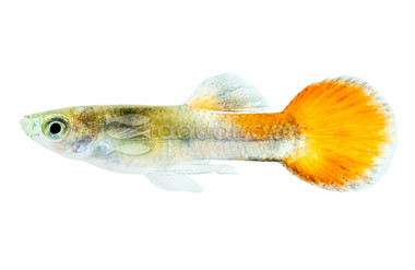 Japanese Tri-color Endler's Guppy, Male :: 26588