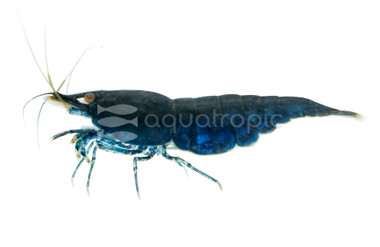 Blue w/Golden-Orange Eye Shrimp :: 26679