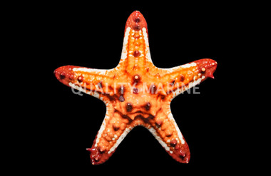 African Fancy Tip :: 92312