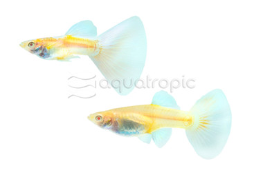 Albino Blue Tuxedo Premium Pair :: 96471