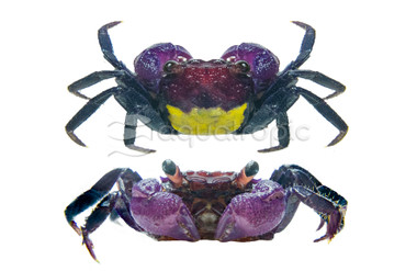 Purple Matano Crab - Quality Marine