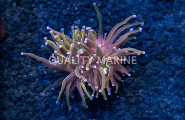 Torch, Dragon Tamer :: 46313
