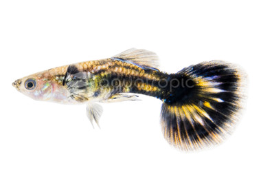 Dumbo Ear Peacock Blue, Male :: 46089