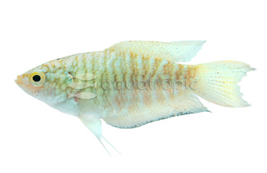 Paradise Snakeskin :: 56116