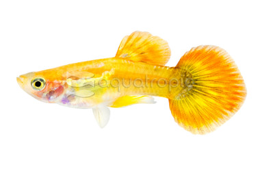 Phoenix, Male :: 26275