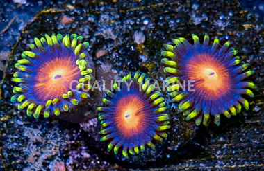 Zoa, Rising Sun :: 62949