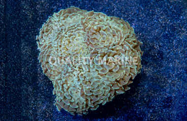 Hammer Branch Gold Tentacle w/ Green Tip :: 61832