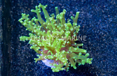 Octopus Branch Lime Green :: 11334