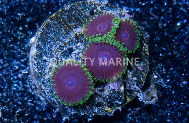 Zoa, Purple Heart :: 31845