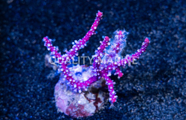 Fan, Purple Mini :: 45522