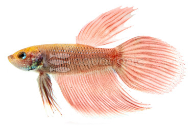 Alien Red Fin & Tai, Male :: 51862