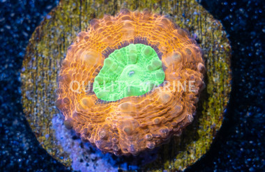 Brain Open Orange Rim w/Green Center (Captive Bred) :: 24789