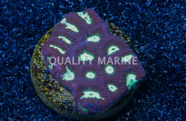 Favities Green Center w/ Dark Rim :: 59910