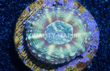 Brain Open Green (Captive Bred) :: 71991