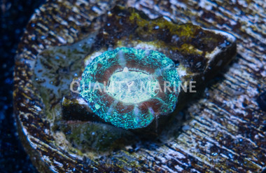Scoly, Green  (Captive Bred) :: 77825