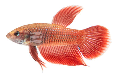Male Alien Red :: 39995