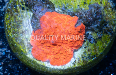 Mushroom Aussie Bright Red :: 30075