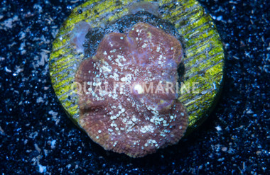 Mushroom Aussie Colored :: 67294