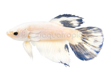 Delta Super Blue Rim, Male :: 89088