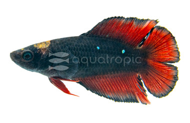 Plakat Double Tail Avatar, Male :: 97534