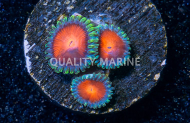 Zoa, Elemental Fury :: 25658