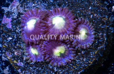 Zoa, Mystic Moon :: 30539