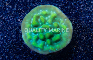 Encrusting, Apple Berry :: 51901