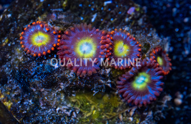 Zoa, Circus :: 81718