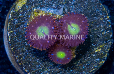 Zoa, Egg Yolks :: 93573