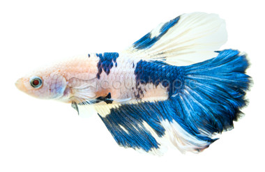 Delta Super Blue Panda, Male :: 62354