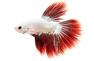 Halfmoon Dragon Snow White Red, Male :: 14632