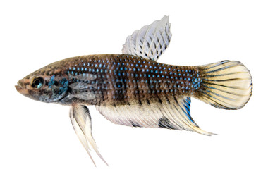 Plakat Wild Type, Male :: 21965