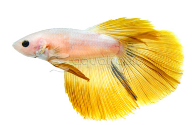 Halfmoon Dragon Snow White Yellow, Male :: 46712