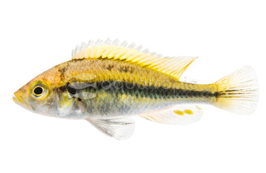 Hap Paropius :: 52449